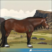 Horse Color:Gray Bay 