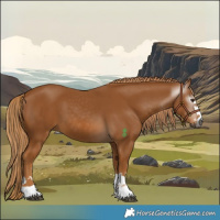 Horse Color:Gray Chestnut 