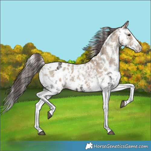 Horse Color:Liver Chestnut Sabino Splash Appaloosa  and Liver Red Dun Sabino Splash Appaloosa 