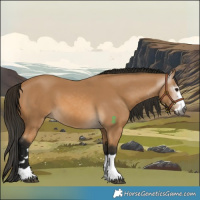 Horse Color:Gray Buckskin 
