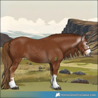 Horse Color:Gray Chestnut