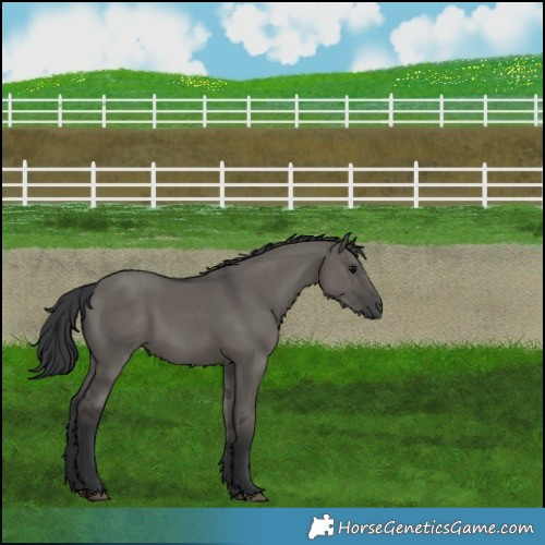 Horse Color:Grullo 