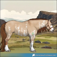 Horse Color:Gray Red Dun Sabino