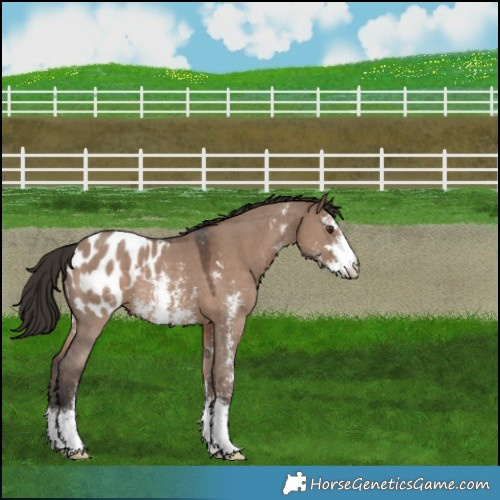 Horse Color:Liver Red Dun Sabino Appaloosa 