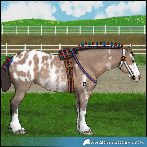 Horse Color:Liver Red Dun Sabino Blanket 
