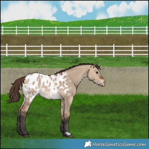 Horse Color:Bay Dun Appaloosa 