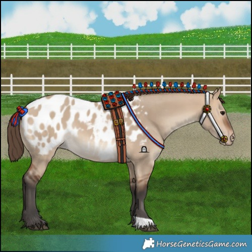 Horse Color:Bay Dun Blanket 