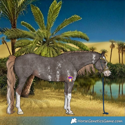 Horse Color:Liver Chestnut Sabino Splash