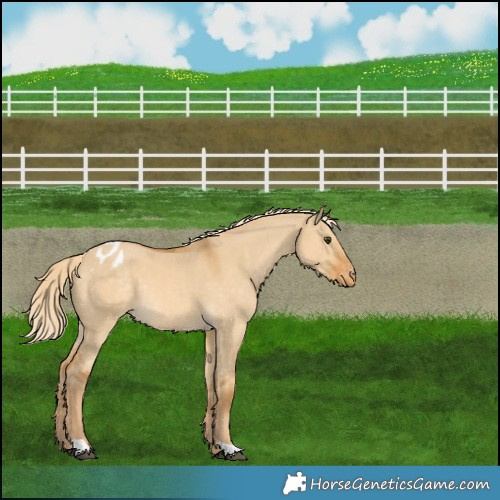 Horse Color:Palomino Dun Appaloosa 