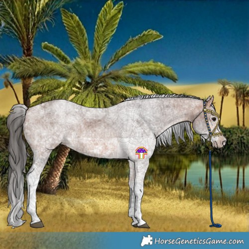 Horse Color:White Spotted Bay