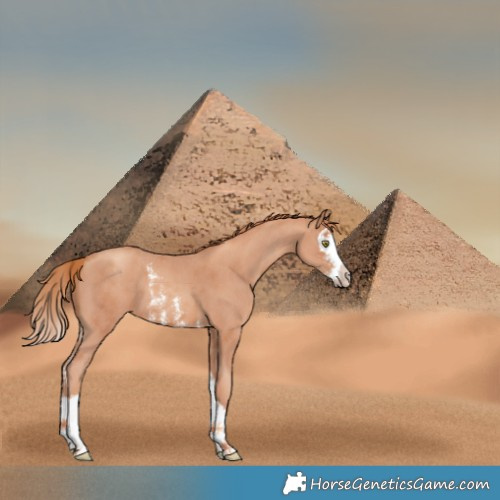 Horse Color:Gold Champagne Sabino Splash 