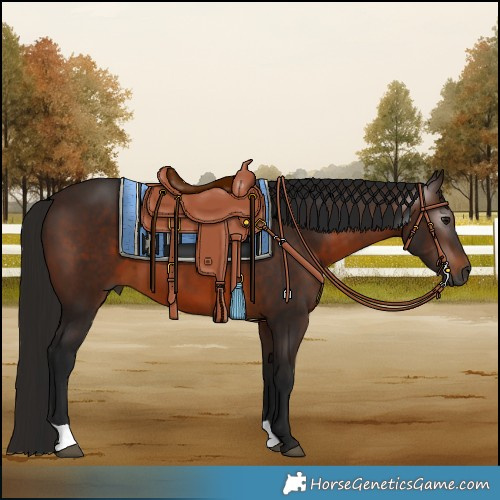 Horse Color:Gray Bay 