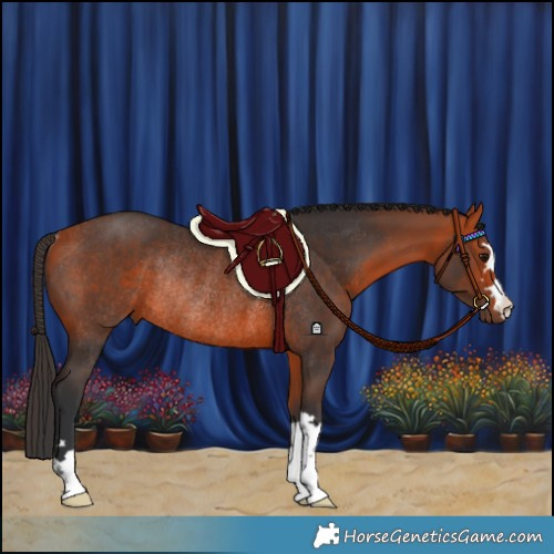 Horse Color:Bay Rabicano