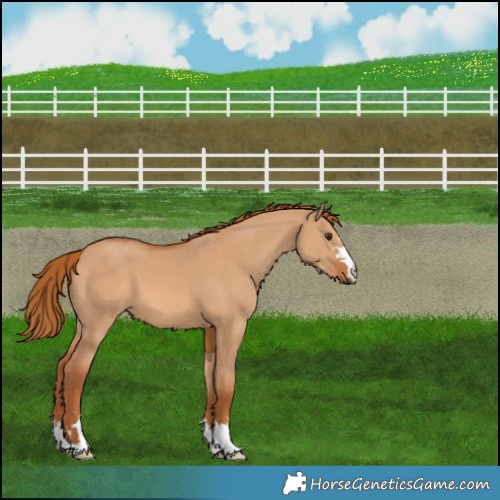 Horse Color:Red Dun 