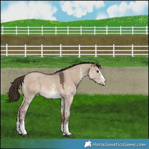Horse Color:Liver Red Dun Sabino 
