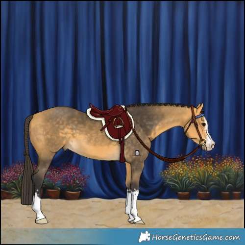 Horse Color:Buckskin