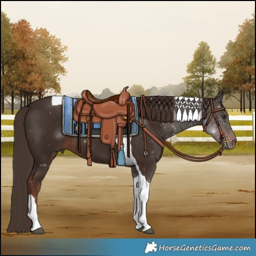 Horse Color:Liver Chestnut Tobiano 