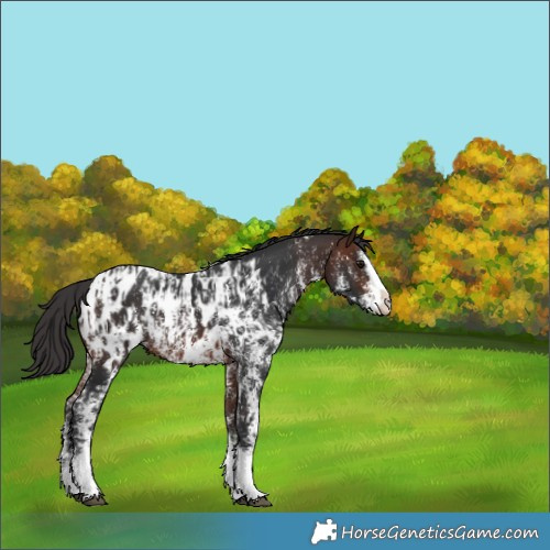 Horse Color:Brown Sabino Splash Appaloosa and Brown Sabino Splash Appaloosa