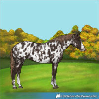 Horse Color:Liver Chestnut Sabino Splash Appaloosa and Liver Chestnut Sabino Splash Appaloosa