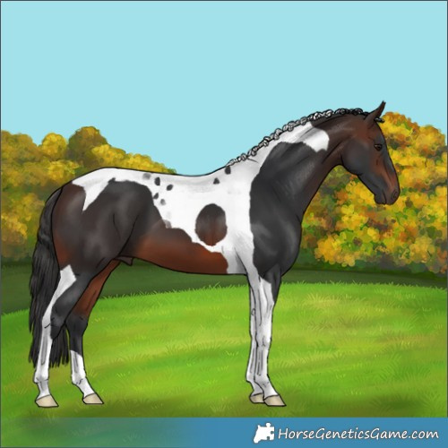 Horse Color:Brown Tobiano