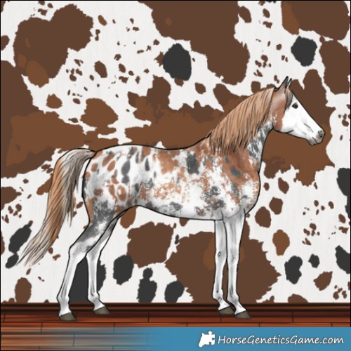 Horse Color:Gray Liver Chestnut Sabino Splash Blanket  and Gray Gold Champagne Sabino Splash Blanket 