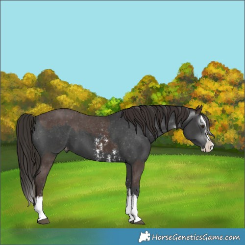 Horse Color:Liver Chestnut Sabino Splash Appaloosa and Gray Liver Chestnut Sabino Splash Appaloosa