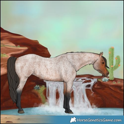 Horse Color:Bay Roan 