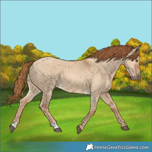 Horse Color:Red Dun