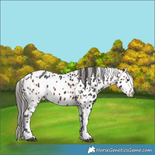 Horse Color:Brown Sabino Splash Leopard  and Bay Sabino Splash Leopard 