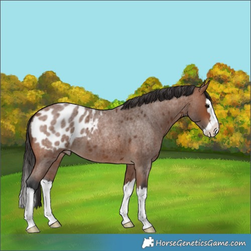 Horse Color:Bay Roan Splash Blanket 