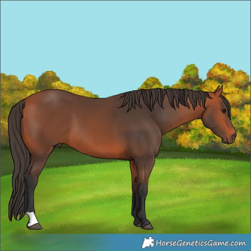 Horse Color:Bay 