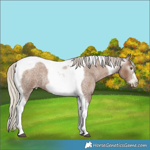 Horse Color:Gray Silver Blue Roan Pearl Tobiano Frame