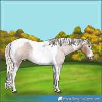 Horse Color:Gray Silver Blue Roan Pearl Tobiano Frame 
