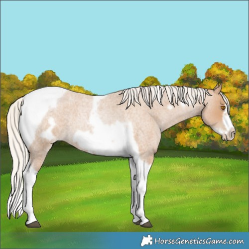 Horse Color:Silver Blue Roan Pearl Tobiano Frame