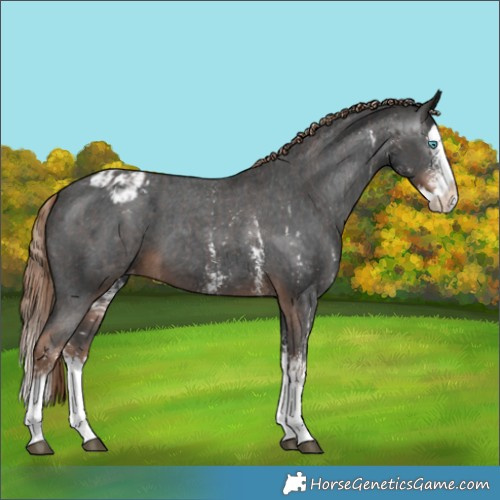 Horse Color:Liver Chestnut Sabino Splash Appaloosa  and Gray Liver Chestnut Sabino Splash Appaloosa 