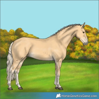 Horse Color:Palomino