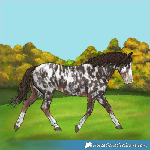 Horse Color:Liver Chestnut Sabino Splash Appaloosa  and Liver Chestnut Sabino Splash Appaloosa 