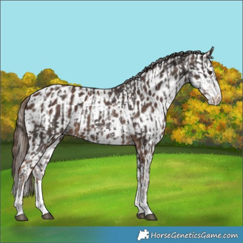 Horse Color:Liver Chestnut Sabino and Gray Chestnut Sabino Splash Appaloosa