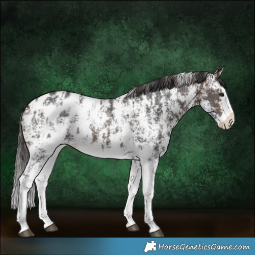 Horse Color:Liver Chestnut Sabino Splash Near Leopard  and Brown Sabino Splash Near Leopard 