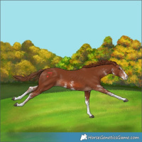 Horse Color:White Spotted Chestnut