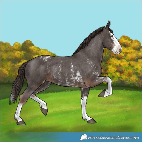 Horse Color:Liver Chestnut Sabino Splash Blanket  and Liver Chestnut Sabino Splash Blanket Rabicano 