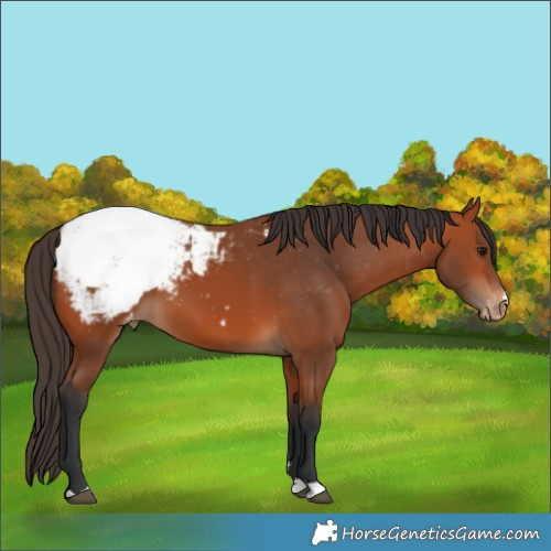 Horse Color:Bay Snowcap
