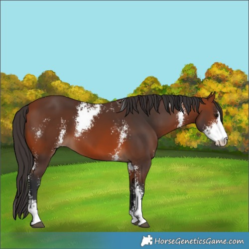 Horse Color:Bay Sabino 