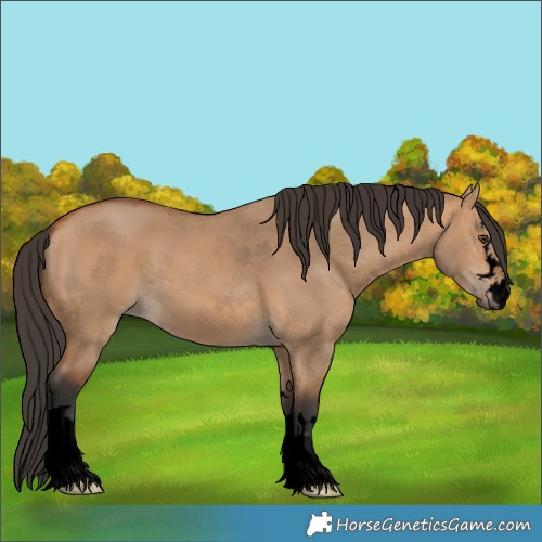Horse Color:Void Bay Dun 