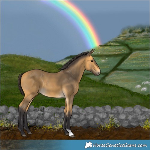Horse Color:Buckskin 
