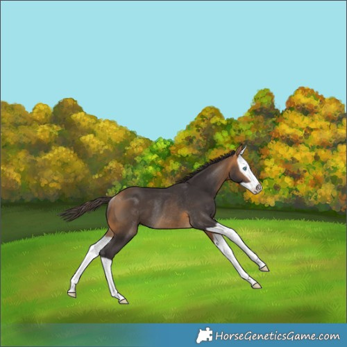 Horse Color:Buckskin Splash Rabicano 