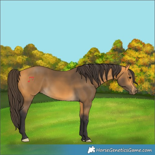 Horse Color:Buckskin 