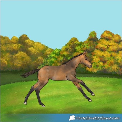 Horse Color:Buckskin 
