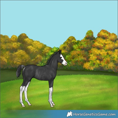 Horse Color:Black Splash Rabicano