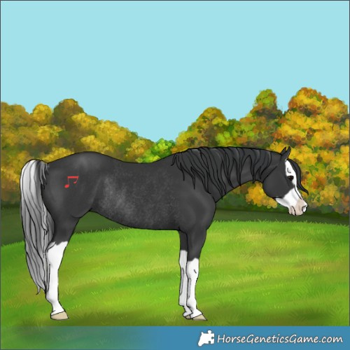 Horse Color:Black Splash Rabicano 